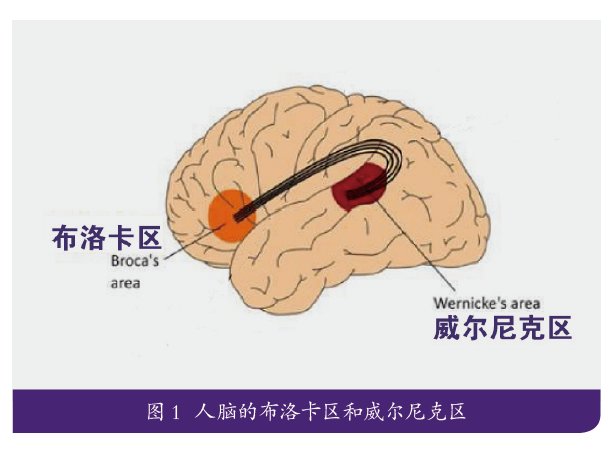 脑科学与教育中英文学习脑区存在差异英语教学应基于脑科学进行改进