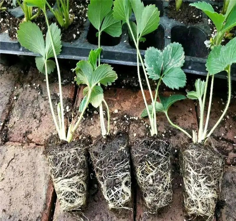 盆栽草莓的度夏技巧有3个绿油油安全度夏顺利结果