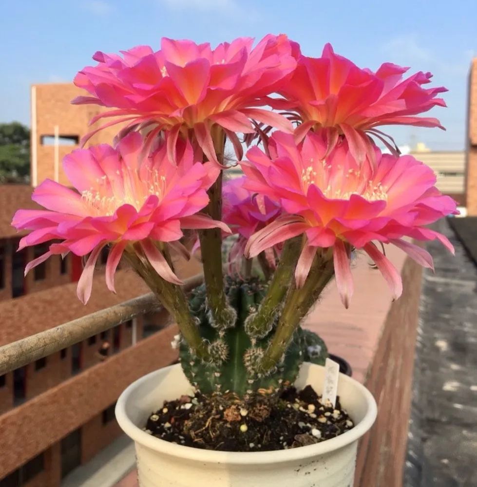 秋天养仙人球有2件事要做直径大胖乎乎开出大花来