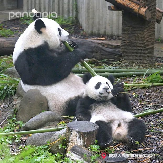 熊猫界的犀利哥走红网友成功让我忘了熊猫长啥样