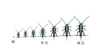 房屋内的虫子之衣鱼爱啃食书籍在图书谷类和衣服中均可发现