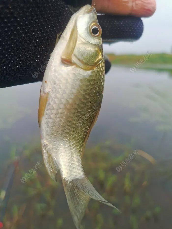 小野塘鯽魚連桿,遇到幾位蹭飯的不速之客._騰訊新聞