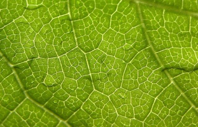 微观宇宙树叶放大1亿倍后神奇的一幕出现