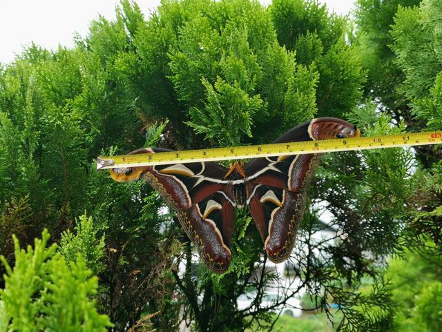 蛇头大蛾翅展250mm双头蛇冬青大蚕蛾颜值太高能养吗