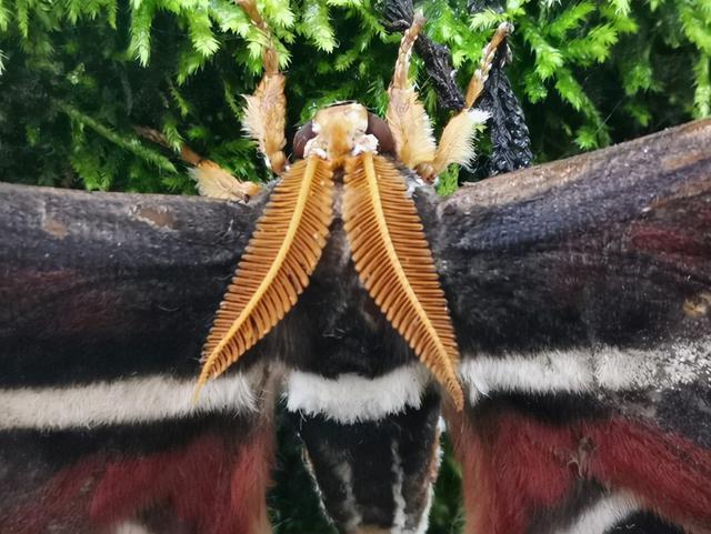 蛇头大蛾翅展250mm双头蛇冬青大蚕蛾颜值太高能养吗