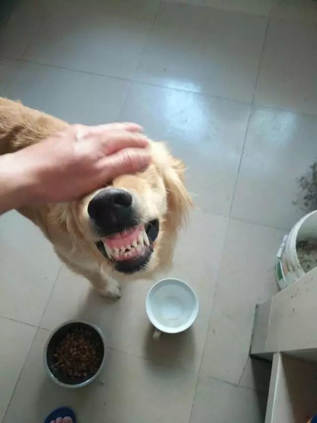 狗狗护食咬人怎么办?文章最后给出解决方案_腾讯新闻