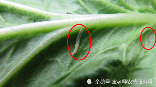 秋季小菜蛾难治试试这几种新药速效性好持效期长