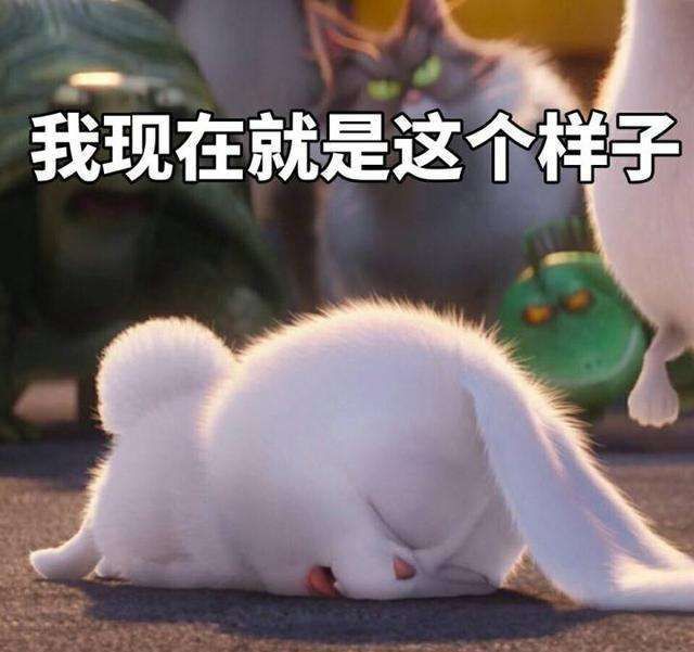 表情包|可爱兔兔来啦!