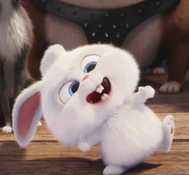 表情包可爱兔兔来啦