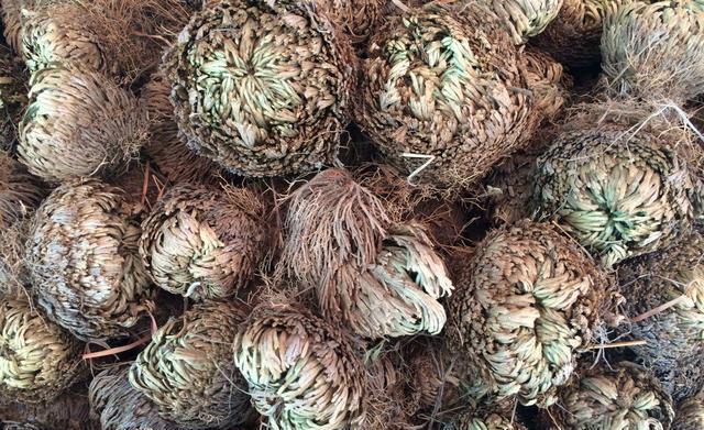 谁上山遇到"万岁草",也别忽视,记得拔1棵带回家,好处很多