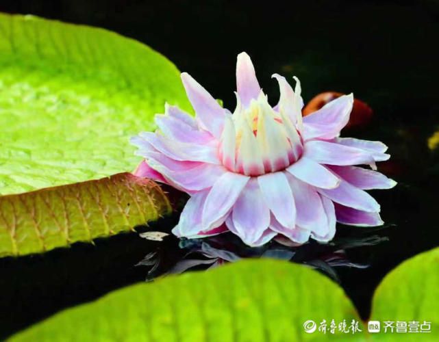 情报站济南大明湖王莲昙花一现王者风范十足