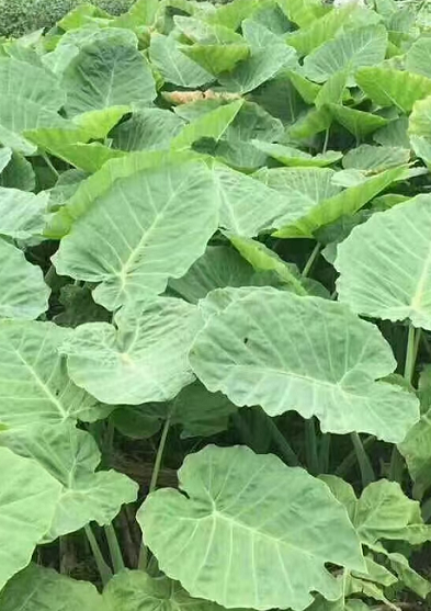 兴宁特产推荐:浸姜/浸芋禾十分靓吃