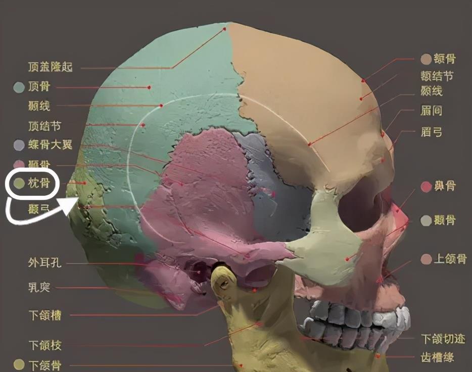 枕骨是在标白的这个地方.侧面看衔接高颅顶,流畅饱满的线条为佳.