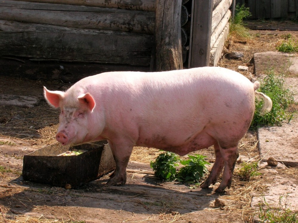 农民有多难杀一头猪赚2千却被罚10万食品安全不应这样保护