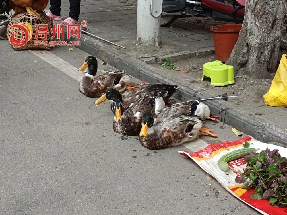 从昨天开始 小阳区路口附近,一大早就呈现出一片繁忙的景象 买鸭的和