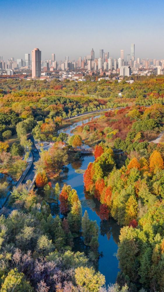 南京东郊秋色迷人