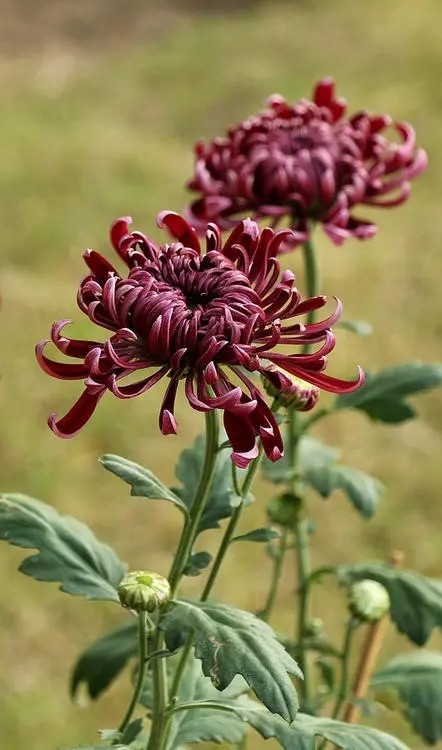 七绝菊花辽西一棵杨