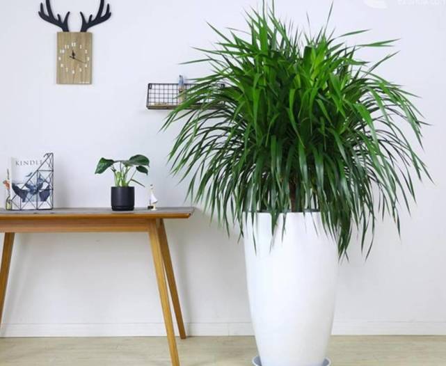 室内空气不新鲜摆放5种漂亮植物清新又健康