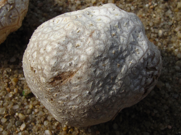 荒野维生野菜系列白秃马勃