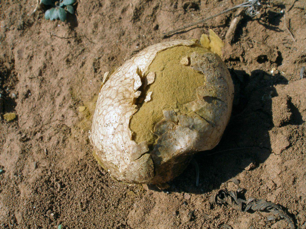 荒野维生野菜系列白秃马勃