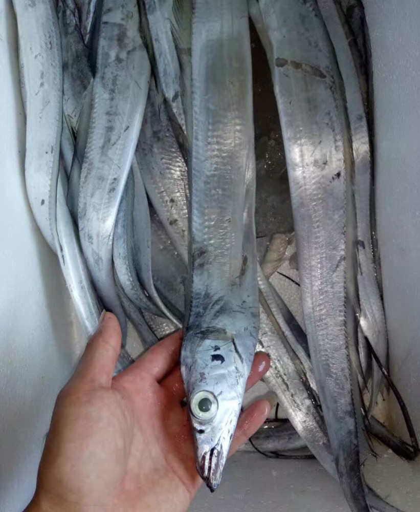 买带鱼黑眼睛和黄眼睛哪种好牢记3买4不买带鱼新鲜味道正