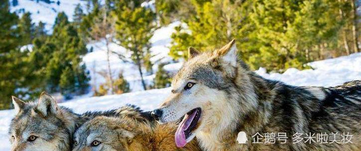 人人都知狼狽為奸狼都認識狽到底是什麼動物