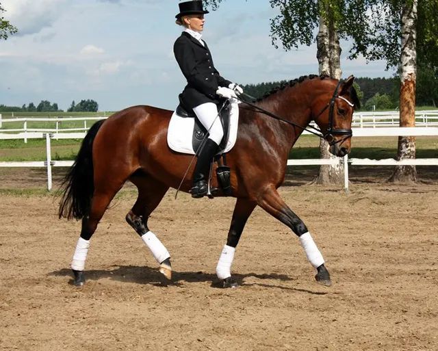 我试过各种方法,换更大的马刺,少用手,做蛇形练习,步法