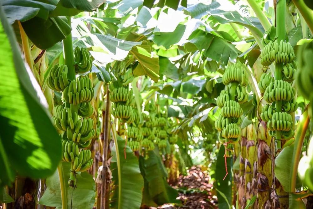 据遂溪县农业农村局统计,2020年遂溪香蕉种植面积约6.