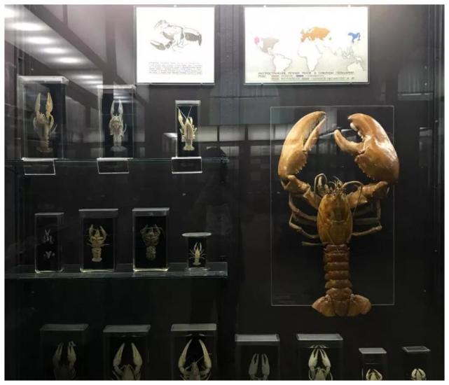 其中砒霜很关键|动物标本|福尔马林|大地震|生皮|标本|猪坚强|砒霜