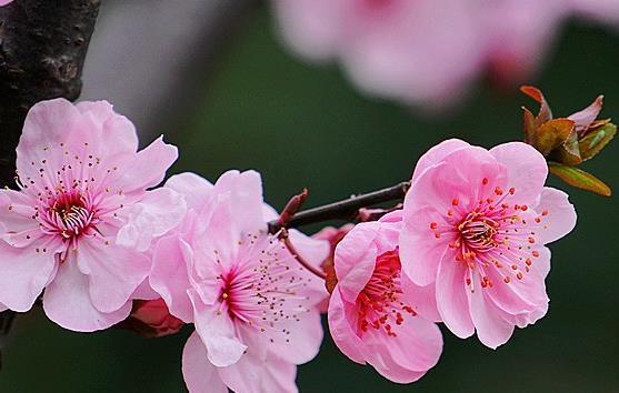 進入二月份,4屬相運勢紅火,財運亨通,桃花朵朵,生活甜蜜蜜