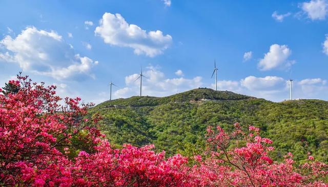 新县最高峰黄毛尖,春暖花开之时,千亩杜鹃园漫山遍野