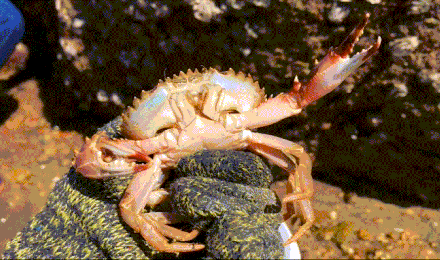 它的腹部和腿缘略呈红色,所以叫赤甲红,个头偏大,肉质细嫩,味道鲜美