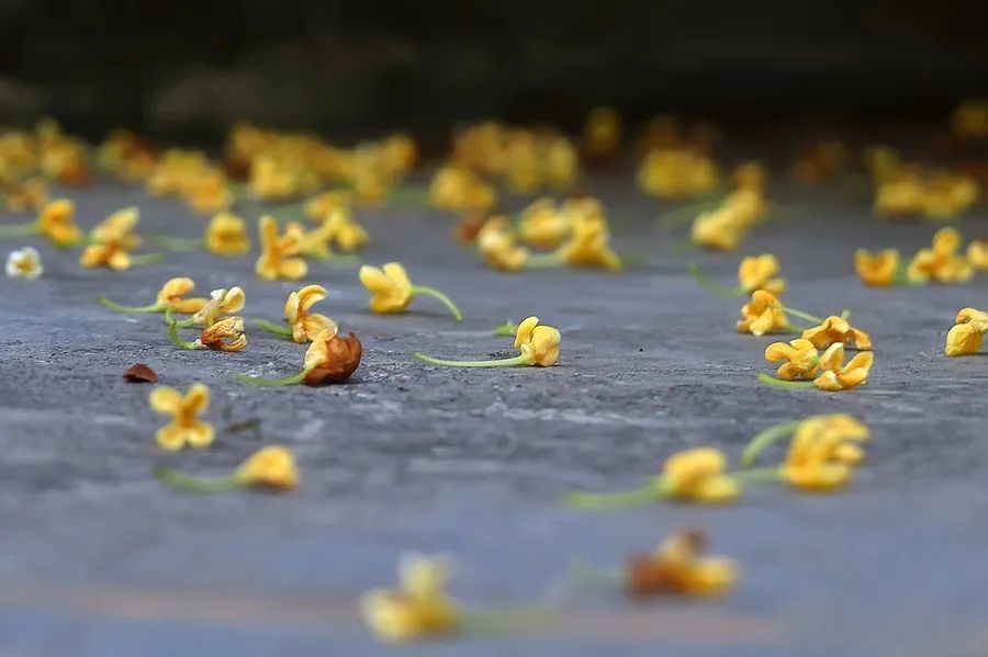 五華區玉案山圖源:悠遊盤龍官微目前黑龍潭公園園內的桂香宮,文常殿