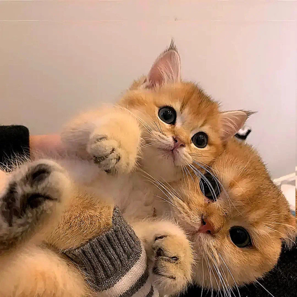 换了这8组猫猫情侣头像的都越来越幸福