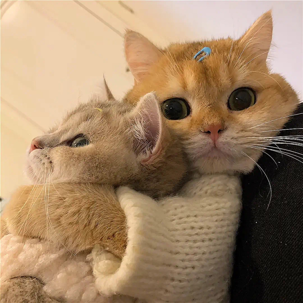 换了这8组猫猫情侣头像的都越来越幸福