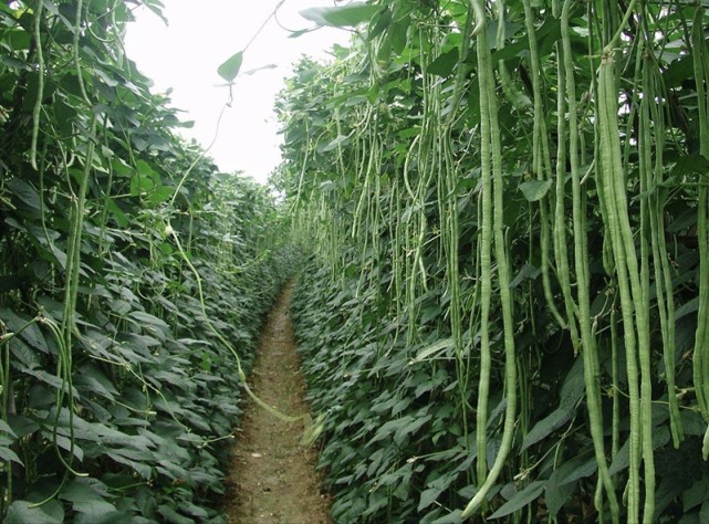 种植豆角增产有窍门,只需掌握以下几点,豆角就会一茬一茬挂满棚