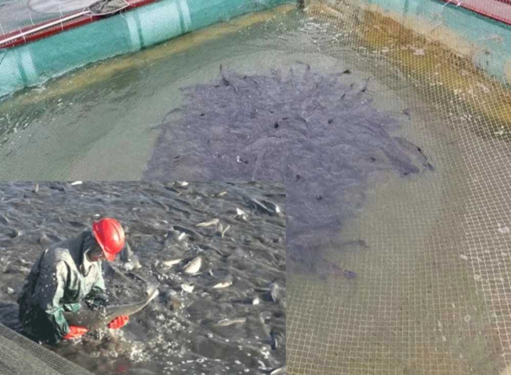 到底在網箱養魚好還是在魚池養魚好呢你會選擇哪種方式養殖