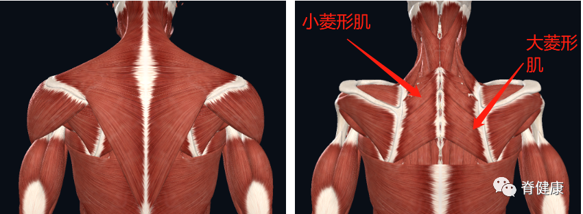 在複雜的背部肌肉中,菱形肌屬於一塊不怎麼起眼的肌肉,甚至你在背部都