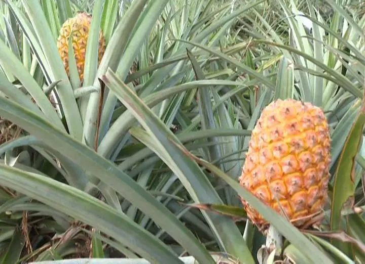 乡村振兴丨禄步镇:特色农业大发展,双马菠萝又飘香_腾讯新闻