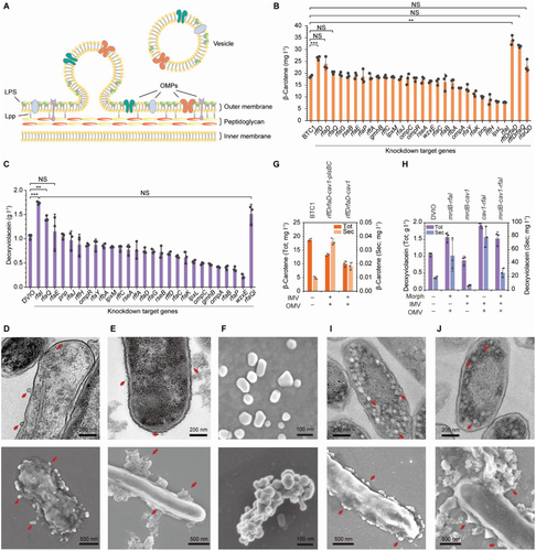 从大肠杆菌里飘出来的彩虹通过加减基因使细菌生产天然颜料