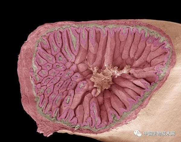 小肠柱状细胞图片