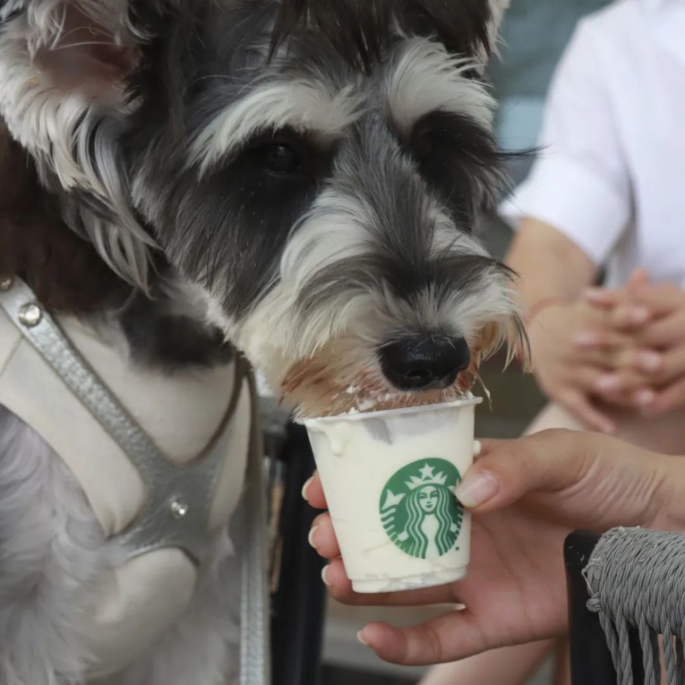 带上狗狗喝咖啡,你一杯卡布奇诺,它一杯"爪布奇诺"_腾讯新闻