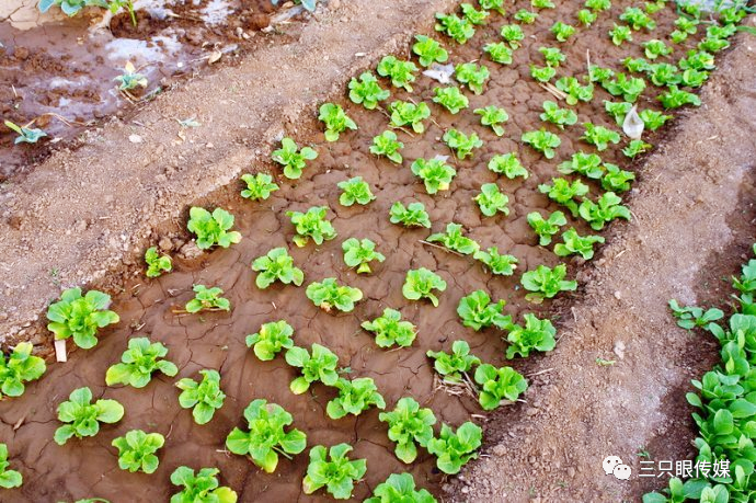 我工作的单位毗邻市郊,三十年前周围还是大片的菜地.
