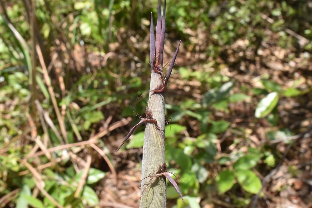 韶关丹霞山再次发现竹类新种——小麻竹_腾讯新闻