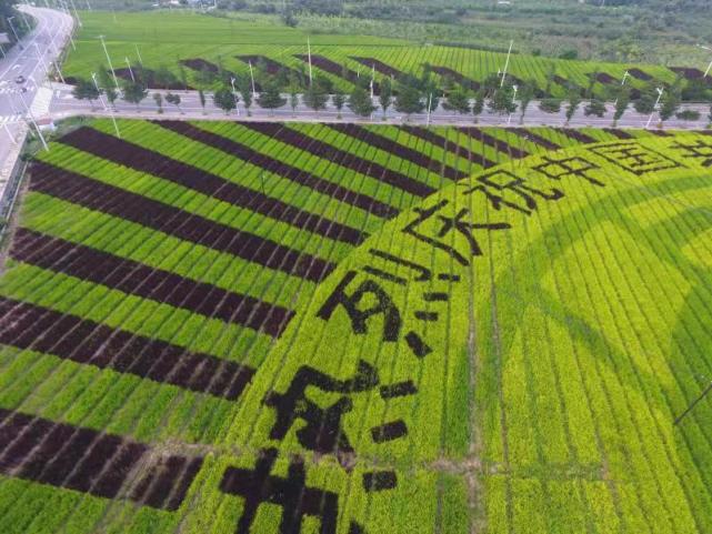 种植五彩旱稻在大地上作画，怀柔这个镇农田观景生产两不误_腾讯新闻
