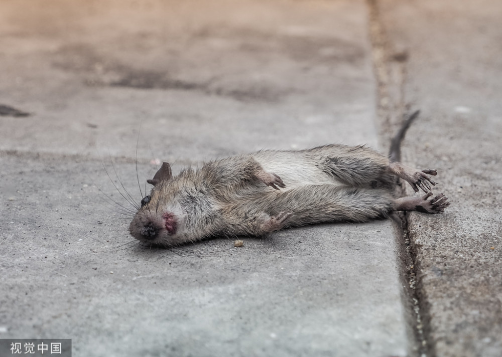 宁夏银川市确诊一例输入性鼠疫病例,已经全面落实综合防控措施