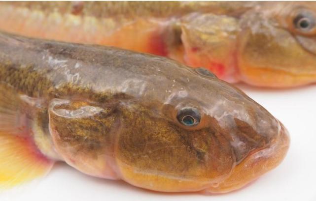 它只有一年寿命还是很便宜的海鱼光鱼我却超爱吃