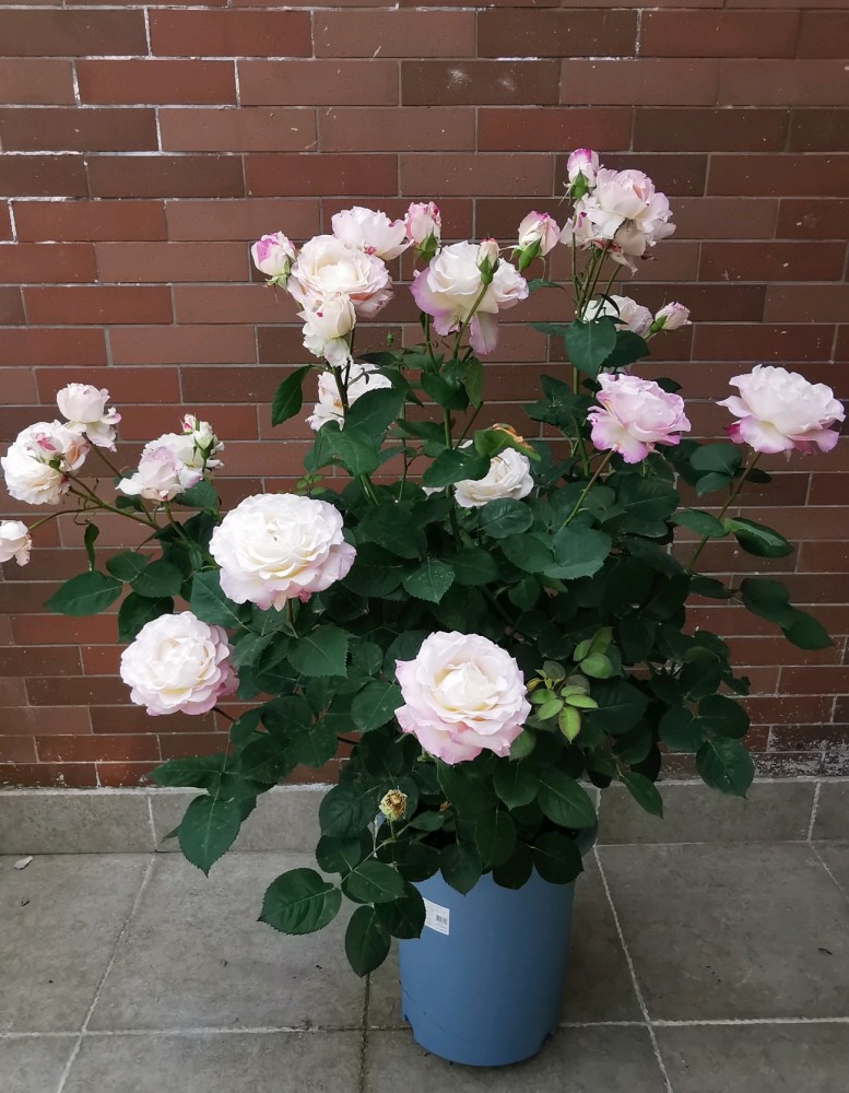 月季花界的"天使",自带仙气,浓香四溢,丰花勤花,阳台也能种_腾讯新闻