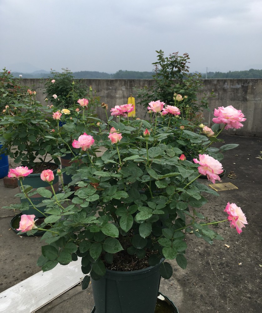 月季花界的"天使",自带仙气,浓香四溢,丰花勤花,阳台也能种_腾讯新闻