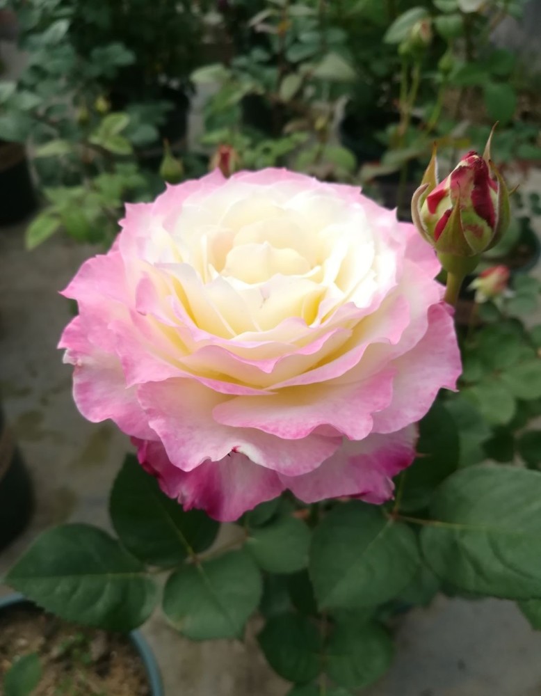 月季花界的"天使",自带仙气,浓香四溢,丰花勤花,阳台也能种_腾讯新闻